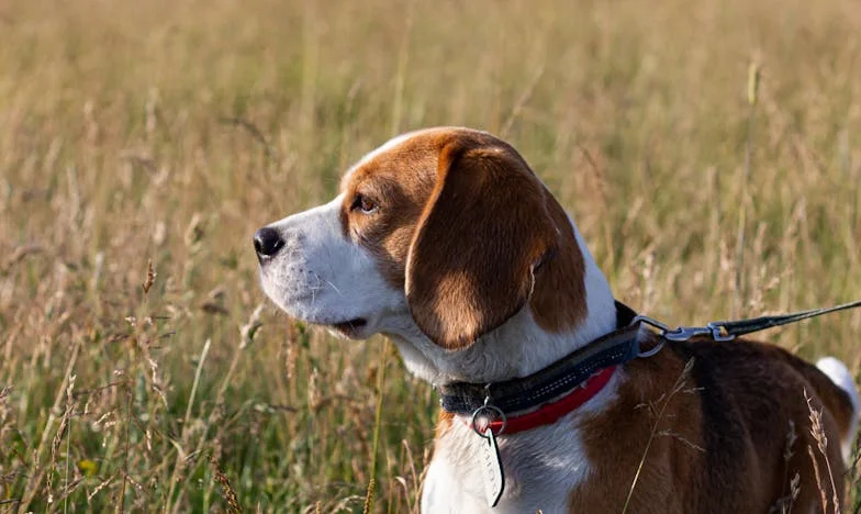 Jak mě zachránil Blek: Pes, který mě naučil dýchat znovu