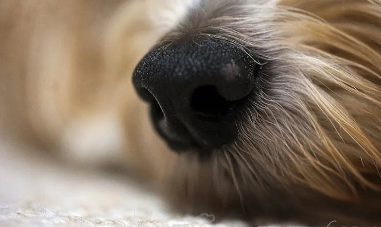 Jak mi černý vořech změnil rodinu: Příběh o strachu, vině a jednom předčasném rozloučení