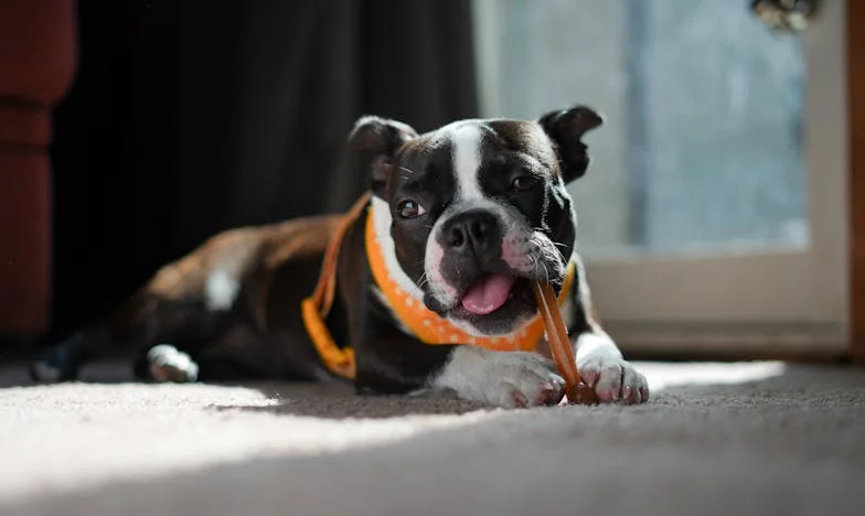 Jak mi Fík rozbil můj panelákový svět: Pes, který mě donutil říct ne vlastní dceři