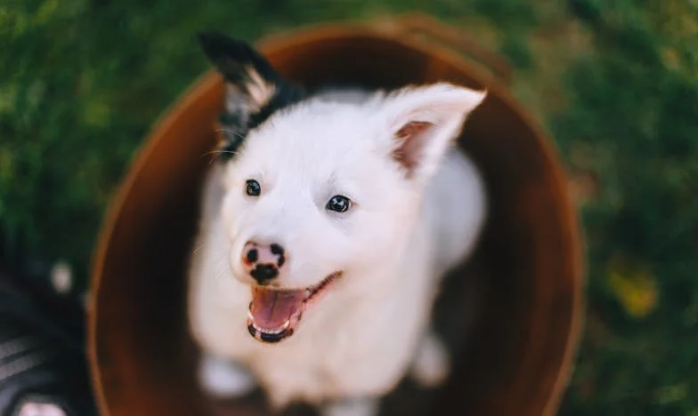 Jak mi pes z útulku roztrhl samotu na kusy: Příběh ženy po rozvodu z pražského paneláku