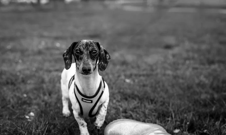 Jak nalezený voříšek pomohl zahladit rodinné šrámy: Příběh o odvaze a smíření