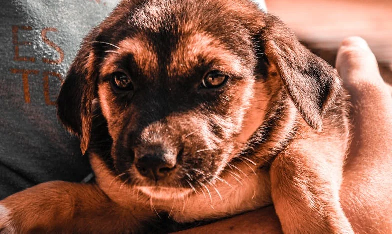 Když domov ztratí smysl: Jak mě zachránil cigánský voříšek z Libně