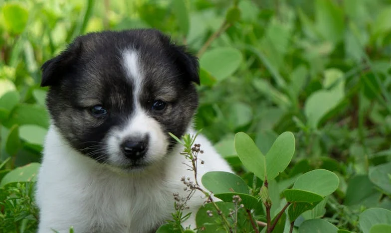 Když jsem poprvé ucítila krev na jeho srsti… a najednou nebyl doma: Matouš a já, Praha 8