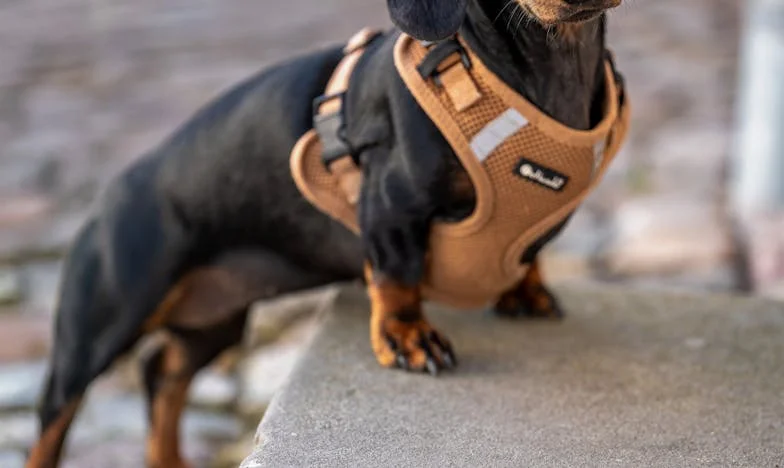 Když mě Rezavý změnil: Jak mě jeden pes donutil vstát z popela rozvodové samoty