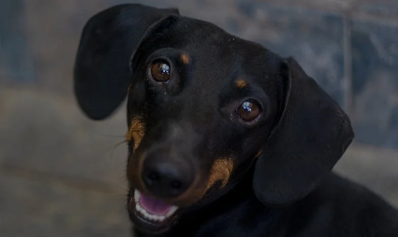 „Když mě tchyně vyhodila ze společného bytu, zůstal mi jen pes“ – Moje česká zpověď