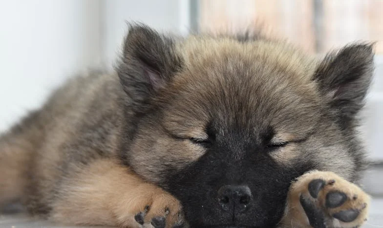 Když mi byla zima a krev kapala na koberec: Jak mě Dingo zachránil před sebou samou