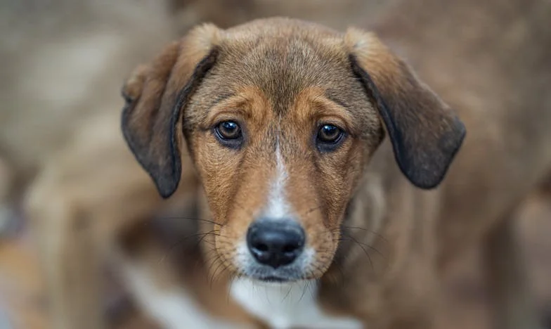 Když mi do života vstoupil Hugo: O psovi, který mě donutil žít znovu