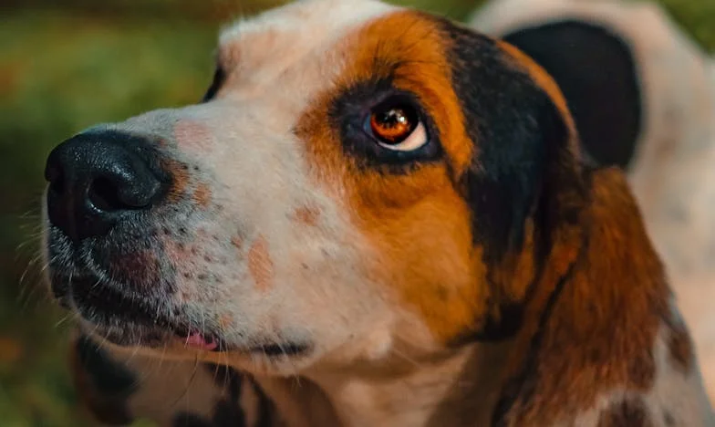 Když mi Fík olízl ruce od krve: Jak můj život změnil starý mutt z útulku