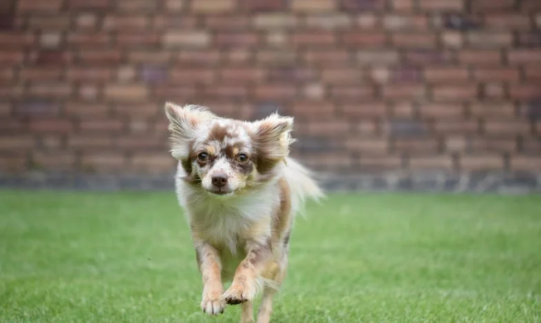 Když mi osud přivedl Toma: Pes, který mi pomohl přežít samotu po rozvodu v Ostravě