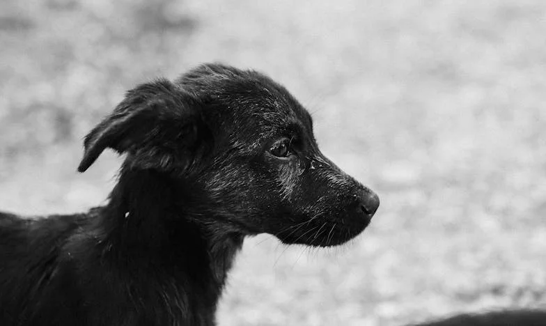 Když mi pes ukázal cestu z paneláku: Příběh o svobodě, kterou jsem nečekala