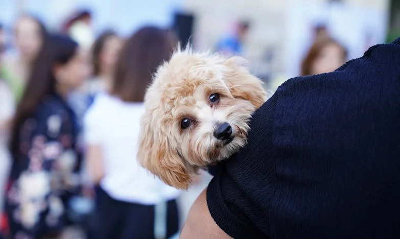 Když mi syn odešel: Pes, který mi vrátil důvod vstát z postele
