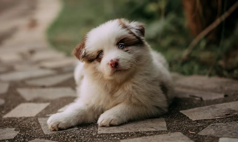 Když mi Tonda roztrhal rukáv: Pes, který mě vytáhl ze samoty po rozvodu