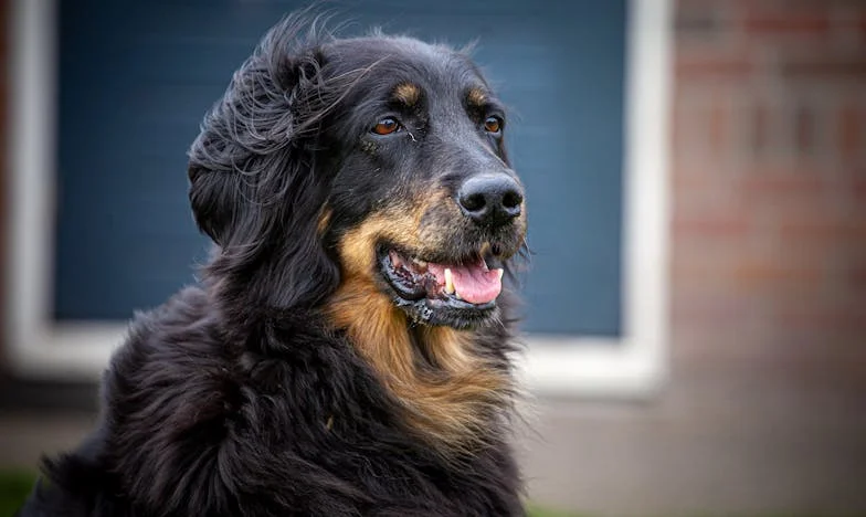 Když mi život zachránil zablešený voříšek z podchodu – a bratrův dluh mě málem zničil