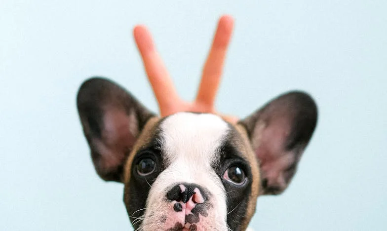 Když se ti pod rukama třese hnědý ušmudlaný pes: Jak mě cizí kříženec vytáhl z propasti samoty