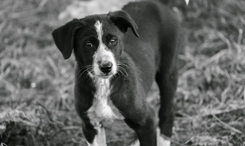 Když se v paneláku objevil Ben – Můj život mezi troskami rodiny a čtyřnohým záchrancem