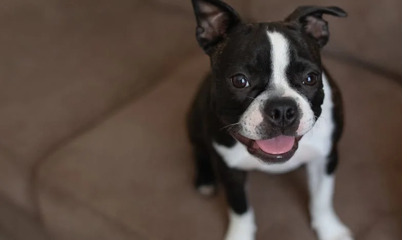 Když se ztratí pes, ztrácím i já: Jak mi starý voříšek pomohl najít odvahu opustit prázdné manželství