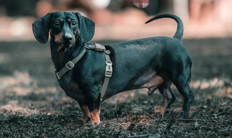 Když srdce ztichne: První noc ve vesnici s mužem