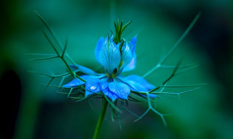 Když ti bratr a švagrová vezmou domov: Můj boj o vlastní místo pod sluncem