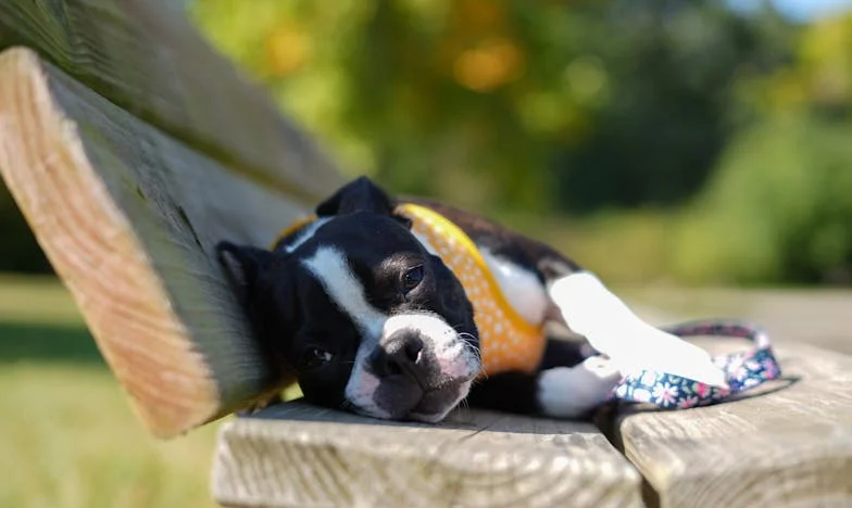 Když ti pes ukáže, kde je doma: Příběh, který začal na chodbě paneláku