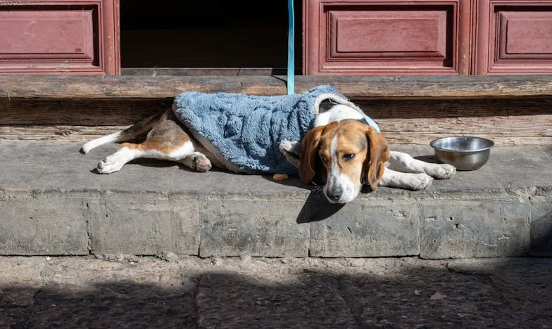 Když zmizel Fíkus: Pes, který otočil můj život vzhůru nohama v Olomouci
