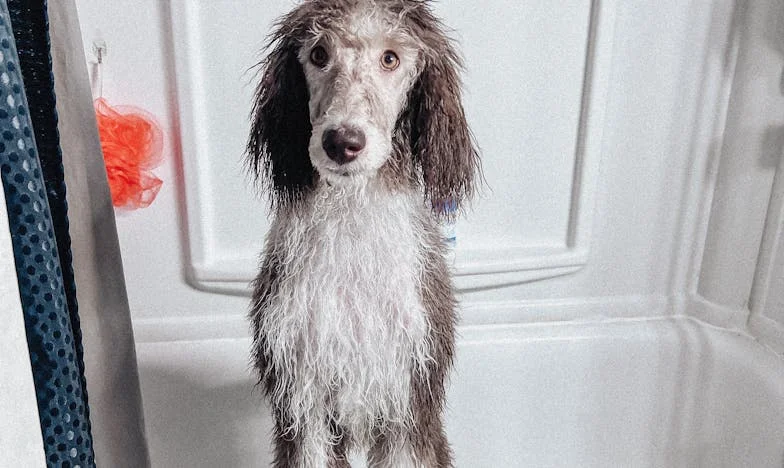 Krev v pelíšku a zvuk sanitky: Jak mi zrzavý voříšek změnil život v pražském paneláku