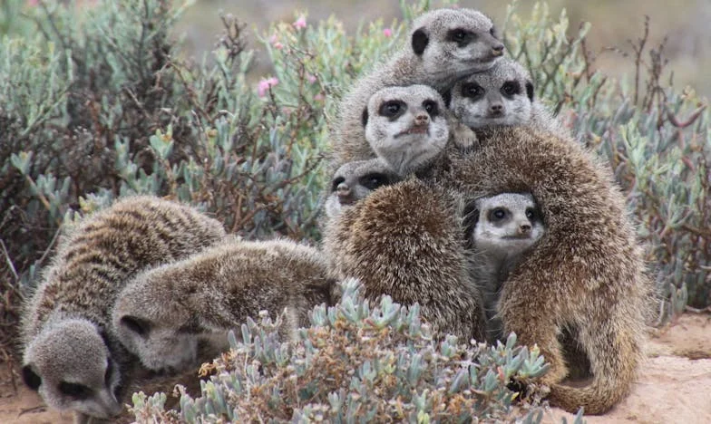 Krvavé tlapky na chodbě paneláku: Jak mi Fík otočil život po rozvodu, když jsem ztratil víru v lidi