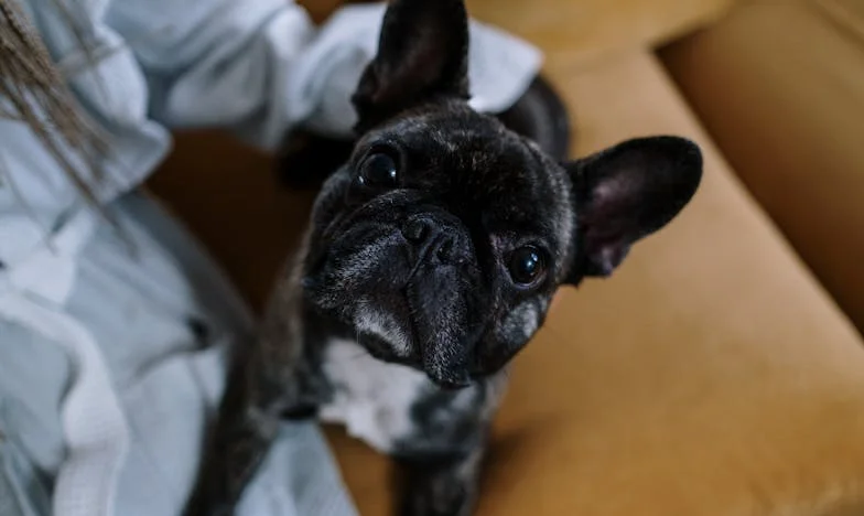 Můj příběh se změnil v dešti na plzeňském sídlišti: Jeden toulavý pes, který mě donutil bojovat o vlastní hodnotu