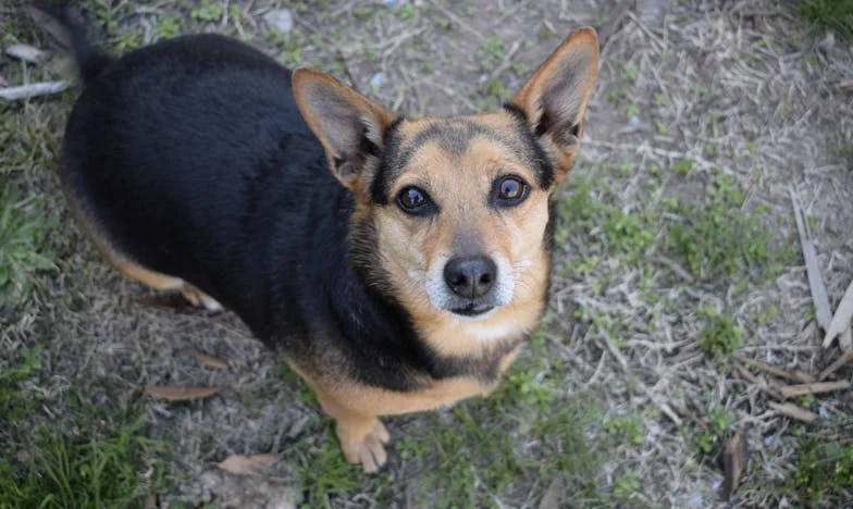 Můj život se rozpadl po rozvodu, dokud mi do krve neprokousl ruku postarší voříšek uprostřed sídliště.