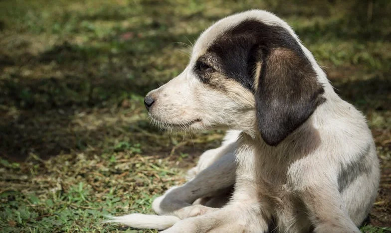 Noc, kdy jsem vyhodila syna a snachu: Jak mi pes pomohl přežít vlastní rozhodnutí