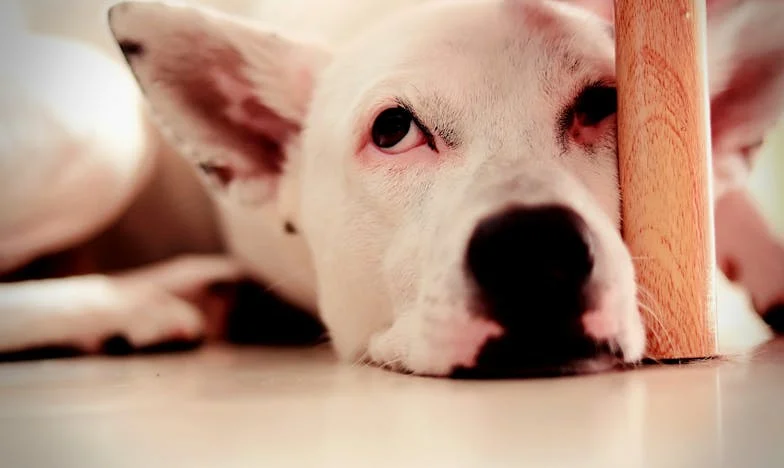 O psu, který mě vytáhl z temnoty po rozvodu — a co mi zůstalo, když odešel