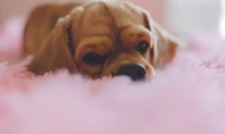 Pes, kterého jsem nechtěla. O tom, jak mi Max vrátil chuť žít mezi pustinou paneláku a tichou domácností