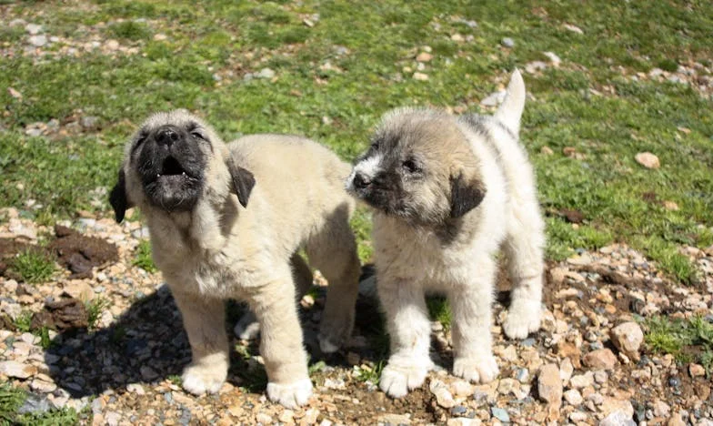 Pes, který mě přinutil přestat utíkat před minulostí: Jak hnědý voříšek z útulku změnil směr mého života