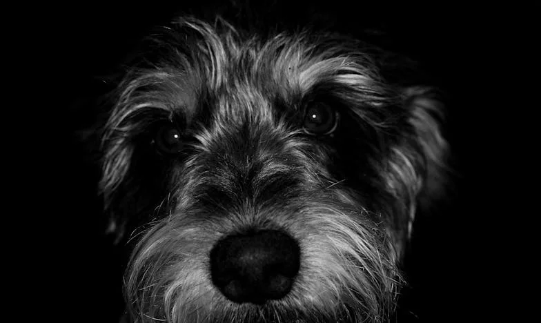 Pes, který mě vytáhl z temnoty: Jak mi hnědý voříšek změnil život po ztrátě důvěry v lidi