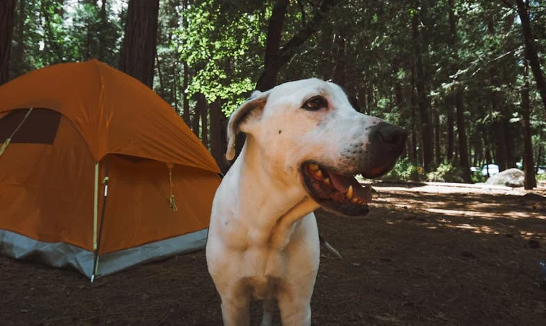 Pes, který mi vrátil dceru: Jediná noc, která všechno změnila