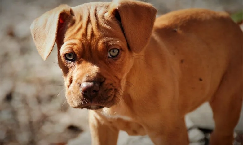 Pes, který mi zabránil stát se vlastní matkou — a naučil mě odpouštět