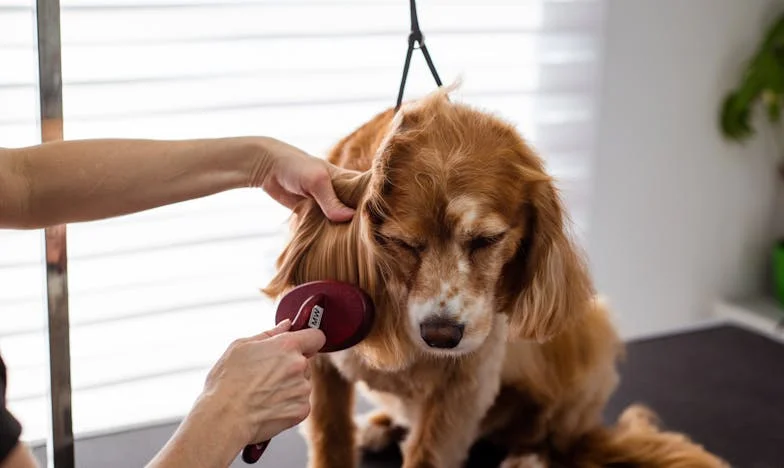 Pes, který mi zabránil zmizet z tohoto světa: Jak mě tulák jménem Flek donutil znovu žít