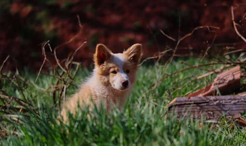 Pes, který rozbil mé ticho: Jak mě starý bígl vytáhl z propasti nedůvěry