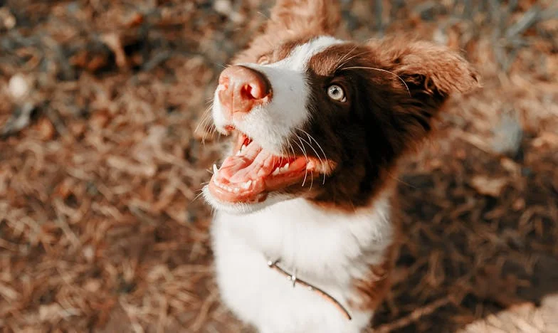 Pes Rocky, který mi zachránil život: Jak jeden toulavý hnědý voříšek rozbil ticho po rozvodu