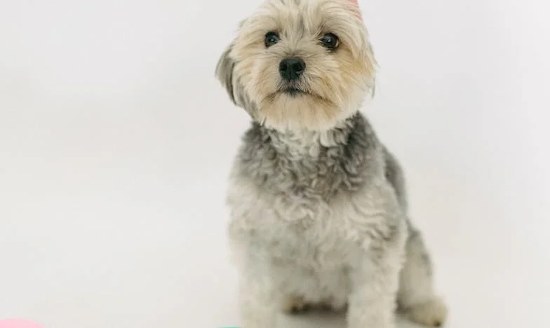 Pes z paneláku, který mi ukázal, co znamená ztratit a najít odvahu