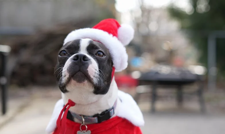 Podivný zápach na schodišti a pak krev na tlapce: Příběh psa, který mi nedovolil zmizet