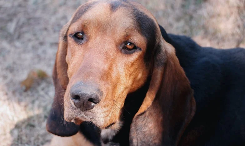 Ta chvíle, kdy se rozštěkalo sídliště: Jak mi Rex změnil život, když jsem už nevěřila nikomu