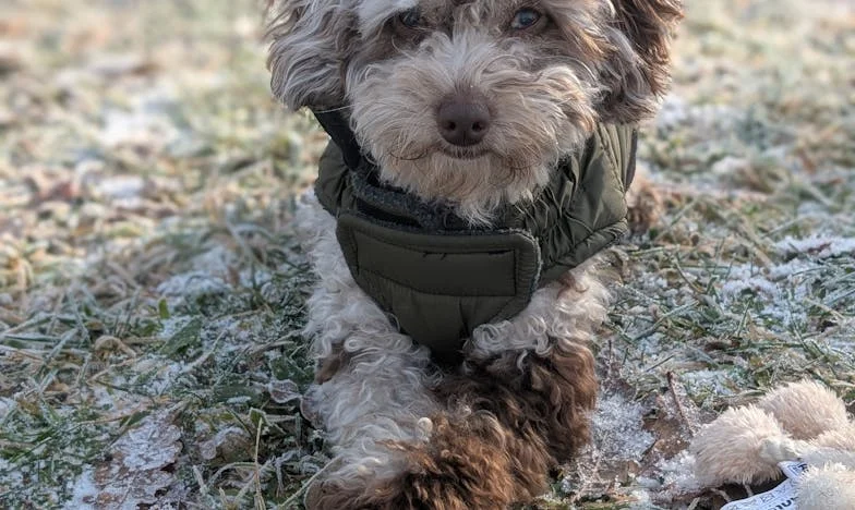 Ten den, kdy mi pes olízl krev z ruky, jsem pochopila, že už se nemám o co opřít.