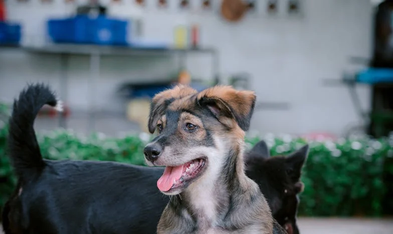 Ten pes mě naučil říkat ne: Příběh ženy, která našla odvahu díky chlupatému společníkovi