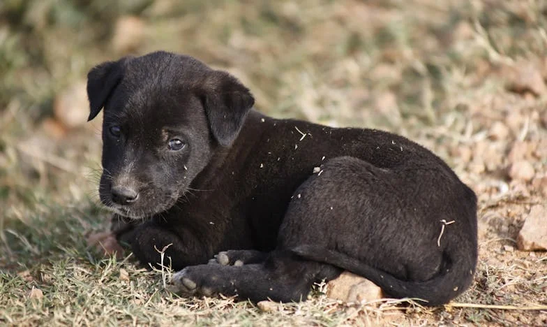 Ten večer, kdy mi Max roztrhl rukáv u dveří a já stál mezi matkou a vlastní hanbou