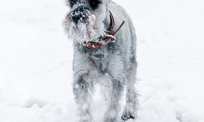 Tenkrát jsem našla Ferdu před svými dveřmi — a najednou jsem měla za co bojovat