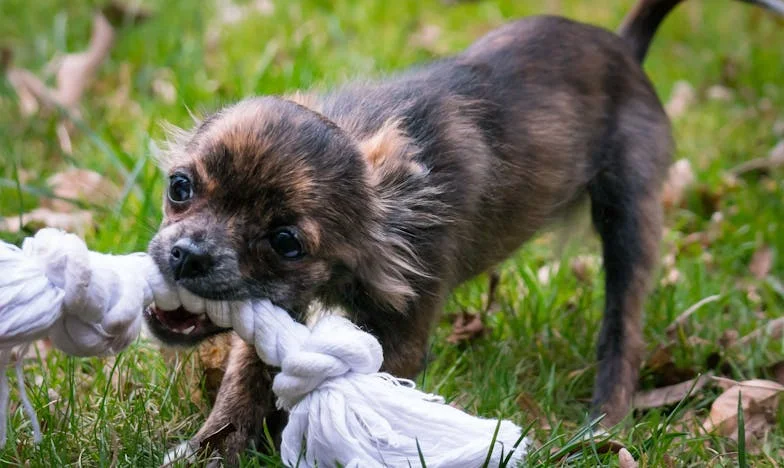 To ráno, když mi Ťapka olízla obvázanou ruku a já poprvé po rozvodu musela volat sousedovi o pomoc