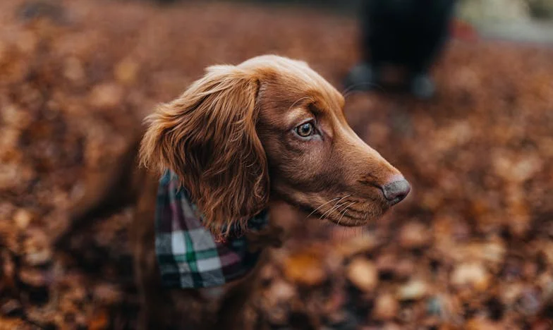 Tři dny ticha – jak mi starý voříšek pomohl najít cestu zpět k dceři