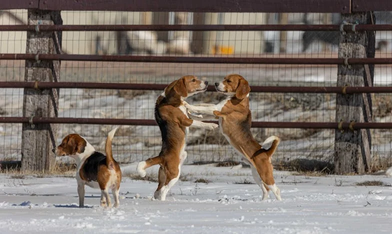 Všechno změnil ten pes: Jak mě Max dostal ze stínu minulosti