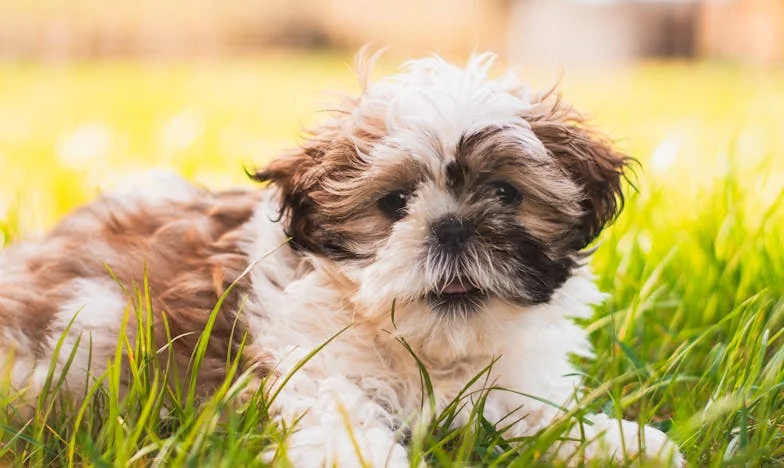 Za zamčenými dveřmi: Jak mi starý pes roztrhal okovy mé samoty