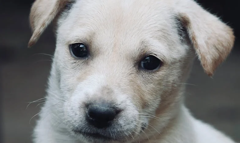 „Zase utíkáš?“ – Příběh smíření, které mi přinesl Basťa